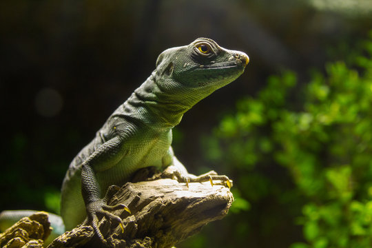 Female Common Basilisk (Basiliscus Basiliscus)