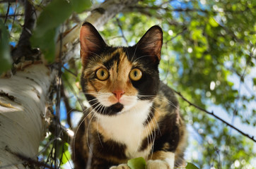 Naklejka na ściany i meble Cat on a tree looking down