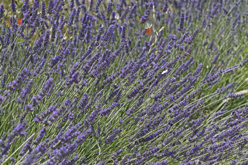 Lavanda