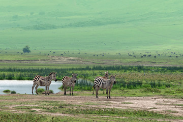 Fototapeta premium Zebras in savanna