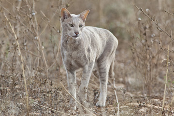 Gatto orientale