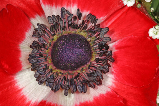 Anemone rosso