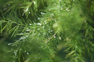 green asparagus branches background with water drops