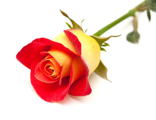 variegated yellow and orange rose