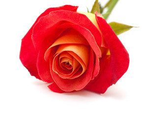 Fototapeta premium variegated yellow and orange rose