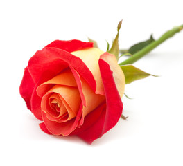 variegated yellow and orange rose