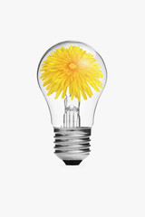 yellow flower inside the light bulb