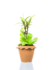 Small tree in pot isolated