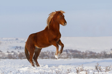 Horse rearing up in snow field in winter