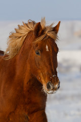 Red horse portrait in winter snow field