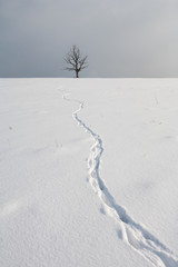 Traces of a hare on fresh snow meander