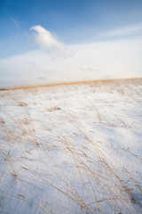 Snow on a hillside with yellow grass in winter