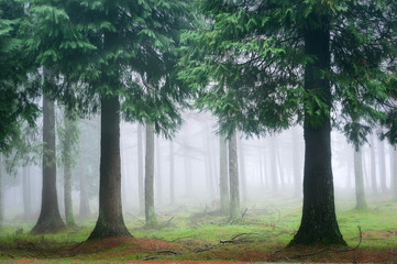cypress forest with fog