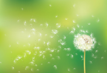 Vector spring  background with white dandelion.