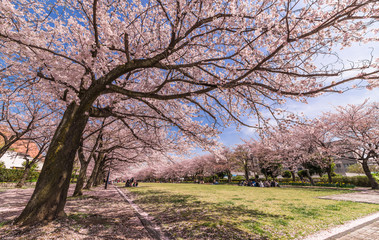 Obraz premium 公園のお花見