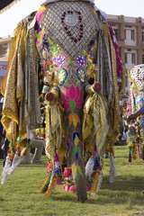 Fototapeta premium colorful elephant , festival , Jaipur, Rajasthan, India