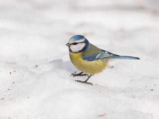 Fototapeta premium Eurasian blue tit on snow