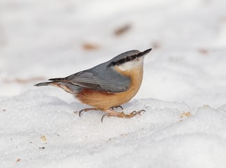 Eurasian nuthatch (Sitta europaea) on snow