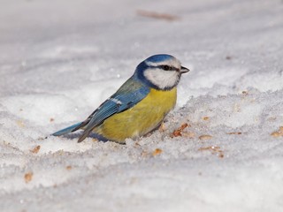 Eurasian blue tit on snow