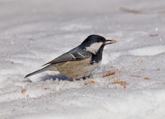 coal tit (Periparus ater) on snow