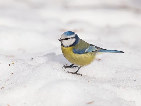 Eurasian Blue Tit On Snow