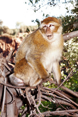 Monkey in the wild in Morocco