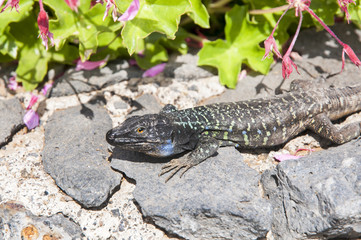 Canarian lizard basking