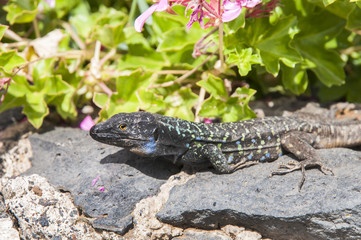 Canarian lizard basking