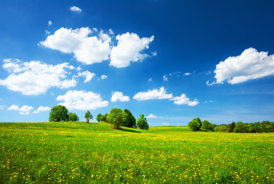 Field with dandelions and blue sky
