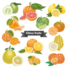Set of isolated citrus fruits on white background