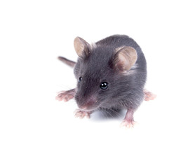 Black baby mouse on a white background