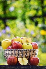 Organic apples in the garden. Balanced diet