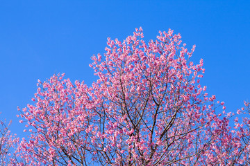 Beautiful pink cherry blossom (Sakura) flower at full bloom on b