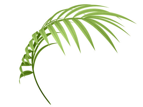tropical plant branch
