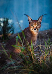 Caracal or desert lynx © zingiber