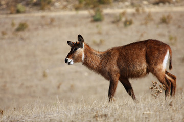 Antilope rouanne