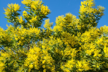 arbre en fleur le mimosa