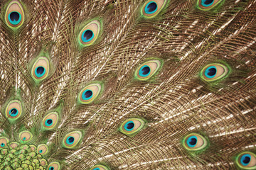 Obraz premium peacock