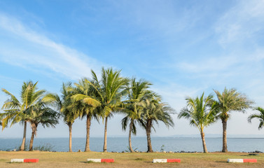 Coconut palm tree along the lake