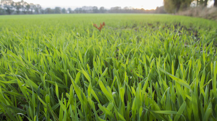 Obraz premium Gras Feld