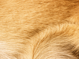 dog fur background 14