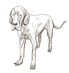 Great Dane (German Mastiff)