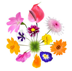 Colorful Flowers growing on little grass planet