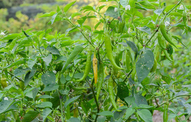 Thai peppers, a cayenne type pepper