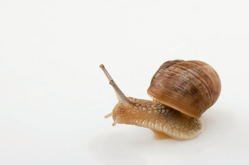 Crawling snail isolated on a white background