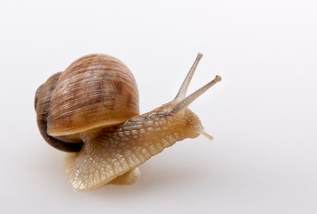 Crawling snail isolated on a white background