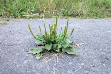 Breitwegerich