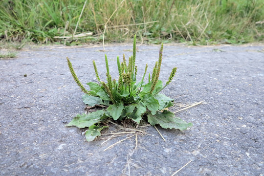 Breitwegerich