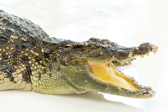 Dangerous crocodile open mouth in farm in Phuket, Thailand