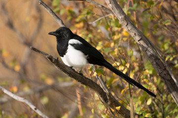 Black-billed magpie